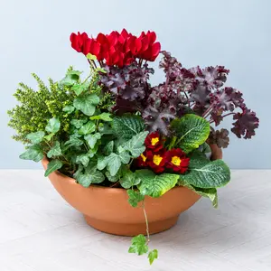 The Bedford Bowl (32cm) Ready-Planted Terracotta Bowl Planter - image 2