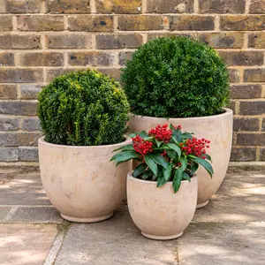 The Belgravia Collection