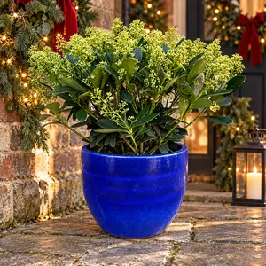 The Blue Finchy Festive Planter