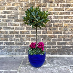 The Blue Lollipop Planter - Purple Cyclamen - image 1