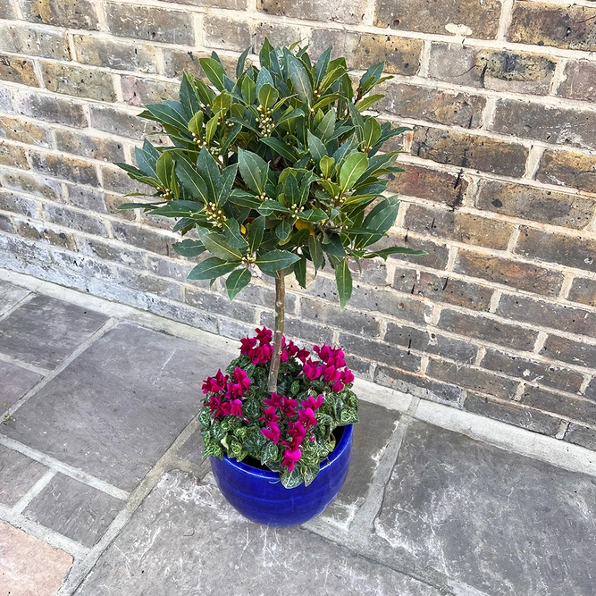 The Blue Lollipop Planter - Purple Cyclamen - image 2