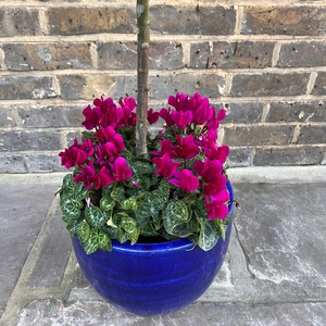 The Blue Lollipop Planter - Purple Cyclamen - image 3