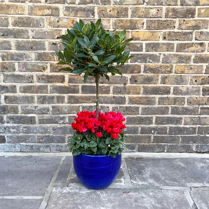 The Blue Lollipop Planter - Red Cyclamen - image 1