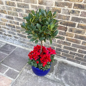 The Blue Lollipop Planter - Red Cyclamen - image 2