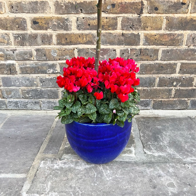 The Blue Lollipop Planter - Red Cyclamen - image 3