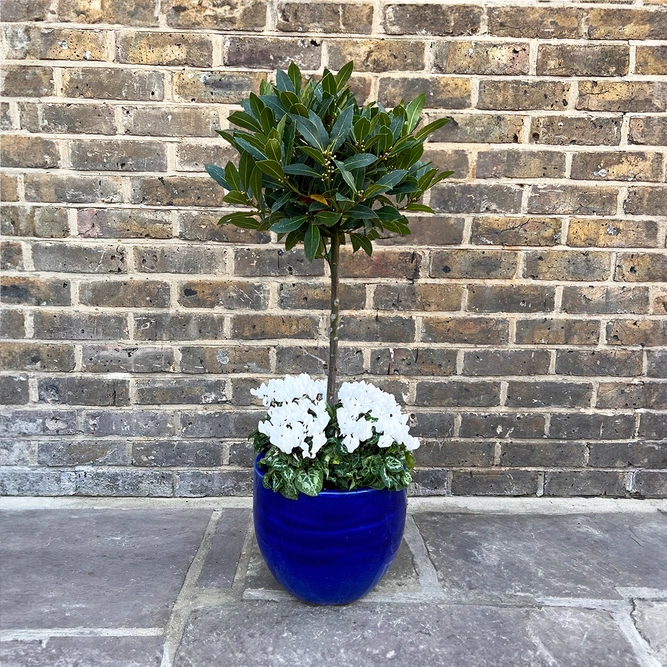 The Blue Lollipop Planter - White Cyclamen - image 1