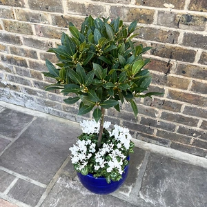 The Blue Lollipop Planter - White Cyclamen - image 2