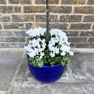 The Blue Lollipop Planter - White Cyclamen - image 3