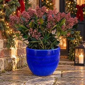 The Blue Rubella Festive Planter