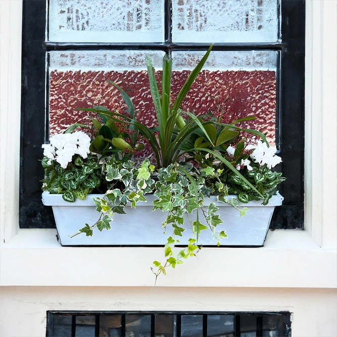 The Boma Select Festive Window Planter - image 2