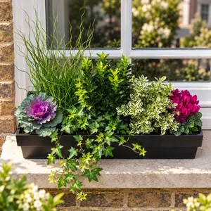The Chadwick Window Box (60cm) Cyclamen, Hebe, Euonymus, Hedera, Juncus, Brassica Planter - image 2