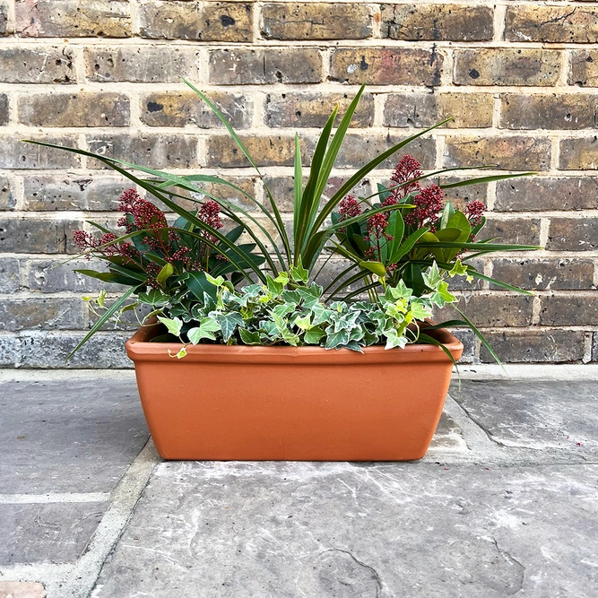 The Cordy Roma Festive Window Box Planter - image 1