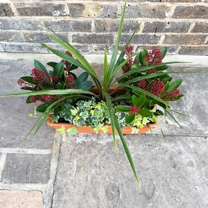 The Cordy Roma Festive Window Box Planter - image 3