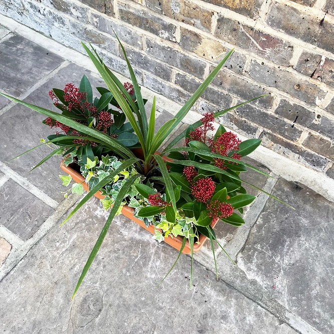 The Cordy Roma Festive Window Box Planter - image 4