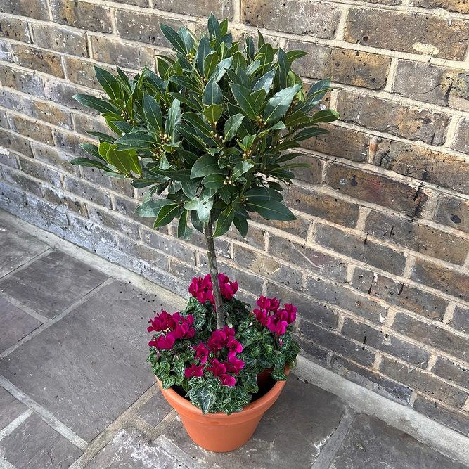 The Festive Lollipop Bay Planter - Purple Cyclamen - image 2