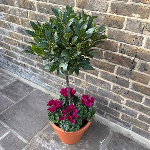 The Festive Lollipop Bay Planter - Purple Cyclamen - image 2