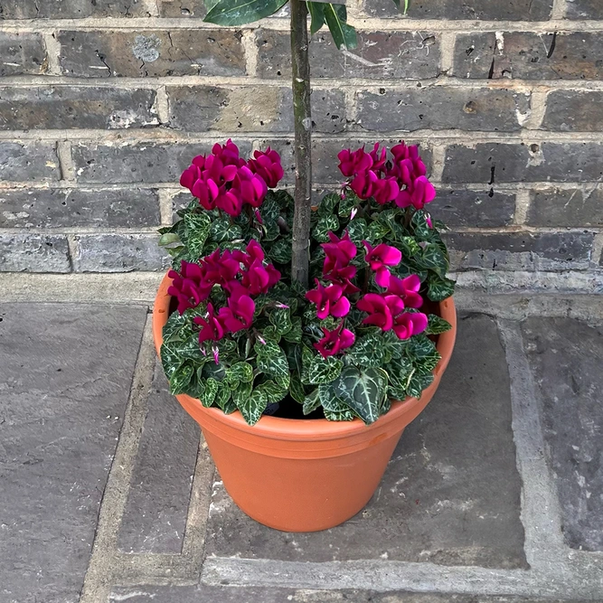 The Festive Lollipop Bay Planter - Purple Cyclamen - image 3