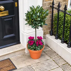 The Festive Lollipop Bay Planter - Purple Cyclamen