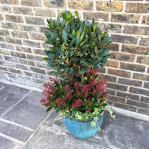 The Festive Lollipop Flowering Skimmia Hedera Aqua Planter - image 2