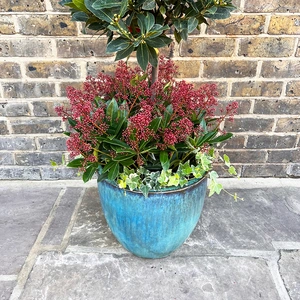 The Festive Lollipop Flowering Skimmia Hedera Aqua Planter - image 3