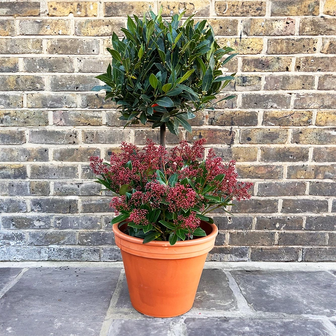 The Festive Lollipop Skimmia Planter - image 1