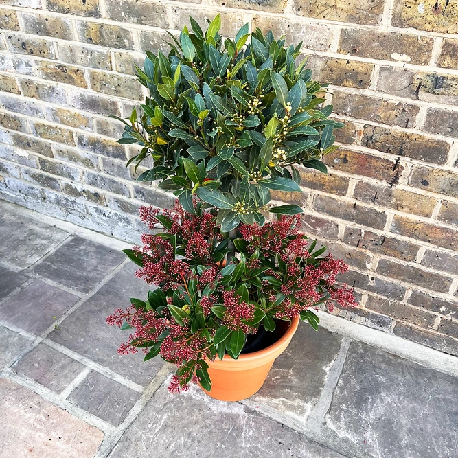 The Festive Lollipop Skimmia Planter - image 2