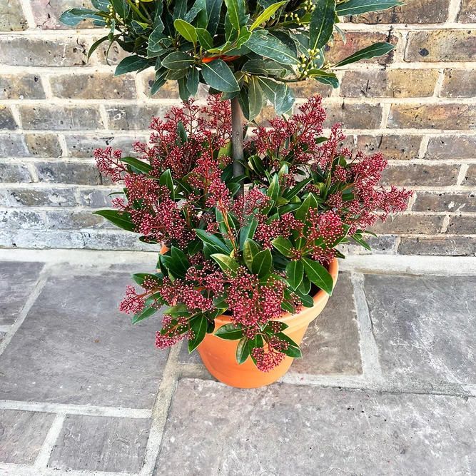 The Festive Lollipop Skimmia Planter - image 3