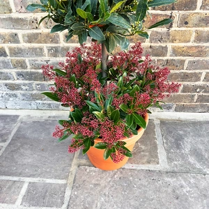 The Festive Lollipop Skimmia Planter - image 3