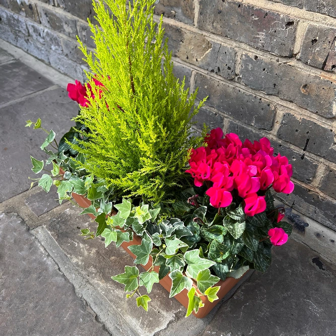 The Festive Pink Garda Planter - image 2