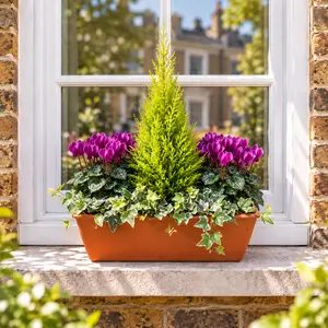 The Festive Purple Garda Planter