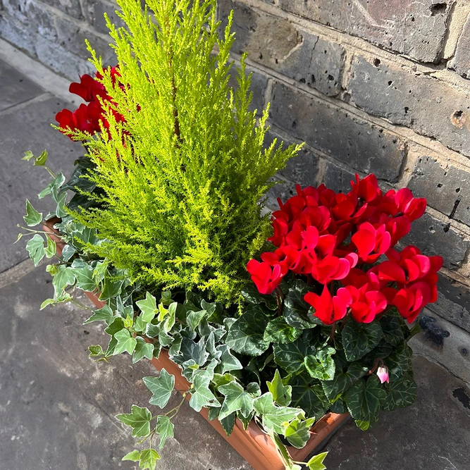 The Festive Red Garda Planter - image 2