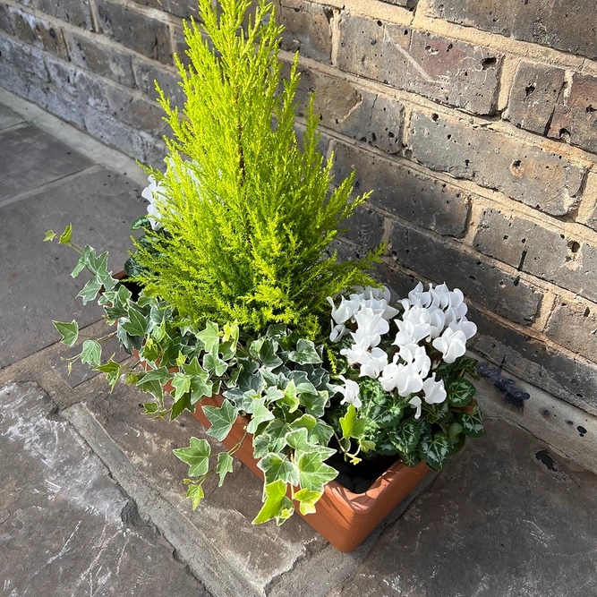 The Festive White Garda Planter - image 2