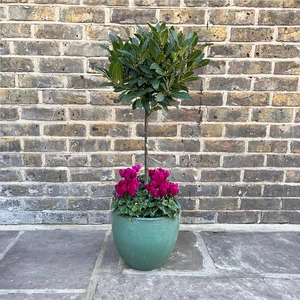 The Lollipop Bay Planter - Aqua Glazed with Purple Cyclamen - image 2