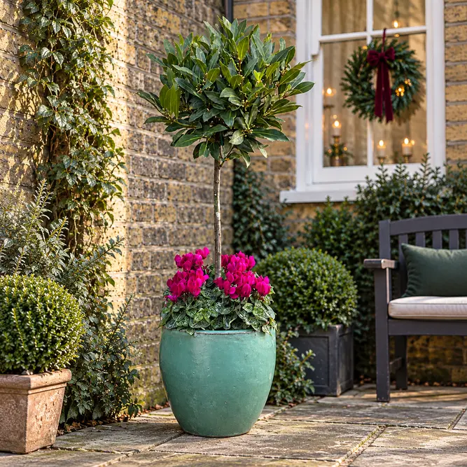 The Lollipop Bay Planter - Aqua Glazed with Purple Cyclamen - image 1