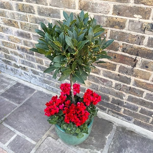 The Lollipop Bay Planter - Aqua Glazed with Red Cyclamen - image 3