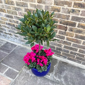 The Lollipop Bay Planter - Blue Glazed with Pink Cyclamen - image 2