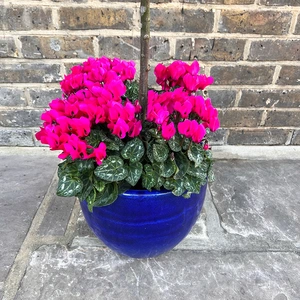 The Lollipop Bay Planter - Blue Glazed with Pink Cyclamen - image 3