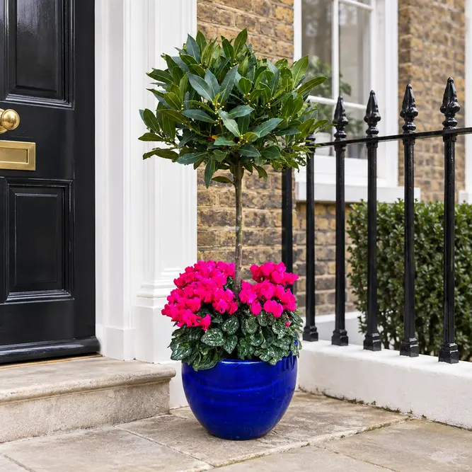 The Lollipop Bay Planter - Blue Glazed with Pink Cyclamen - image 1