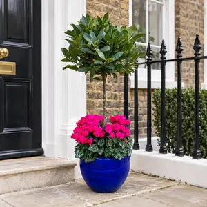 The Lollipop Bay Planter - Blue Glazed with Pink Cyclamen