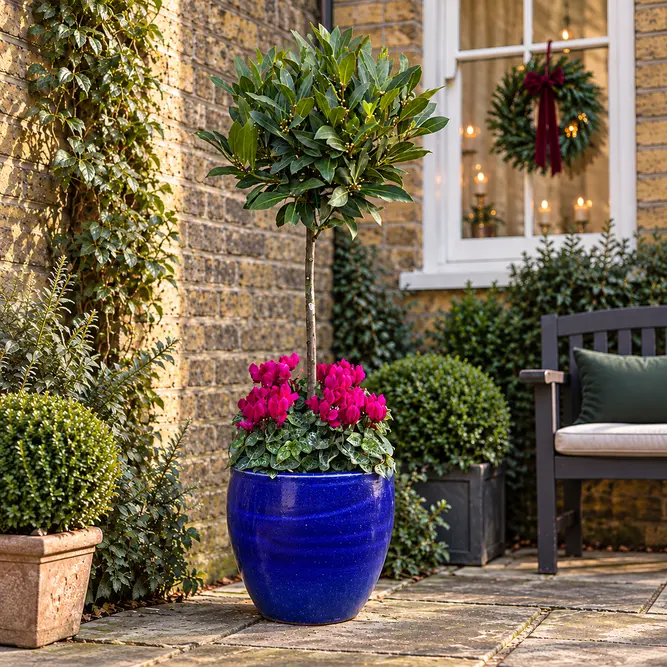 The Blue Lollipop Bay Planter - Purple Cyclamen