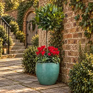 The Lollipop Bay Planter - Red Cyclamen