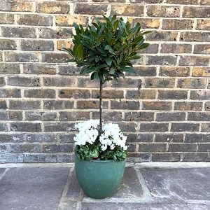 The Lollipop Bay Planter - Aqua Glazed with White Cyclamen - image 2