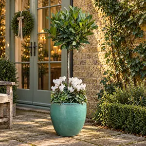 The Lollipop Bay Planter - White Cyclamen