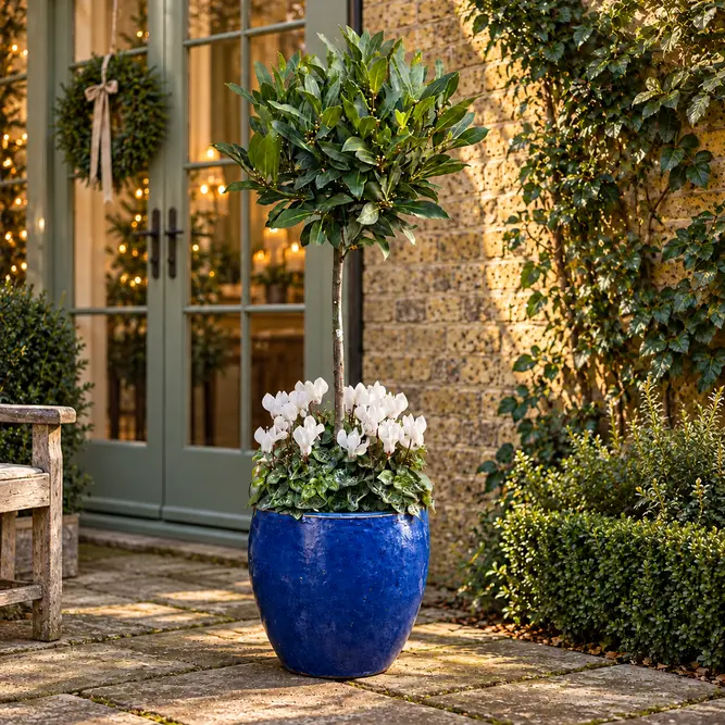 The Blue Lollipop Bay Planter - White Cyclamen