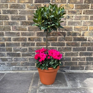 The Lollipop Pink Festive Planter - image 1