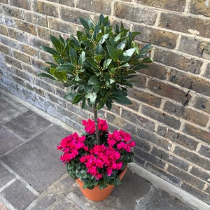 The Lollipop Pink Festive Planter - image 2