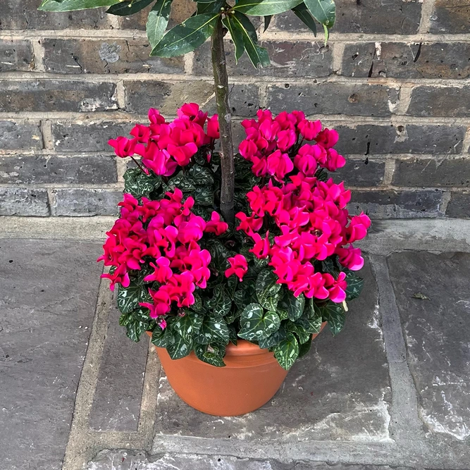 The Lollipop Pink Festive Planter - image 3