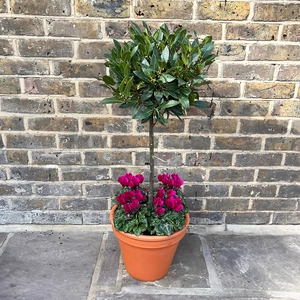 The Lollipop Purple Festive Planter - image 1