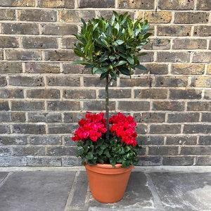 The Lollipop Red Festive Planter - image 1