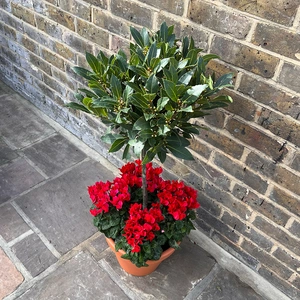 The Lollipop Red Festive Planter - image 2